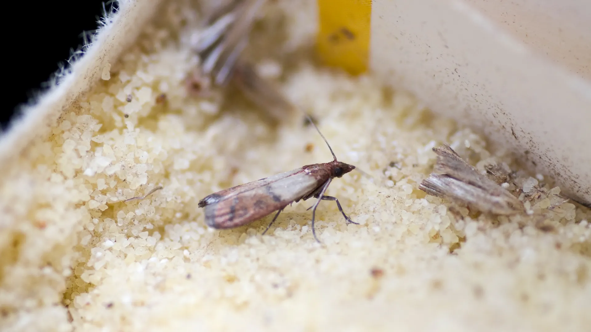 Moth Control