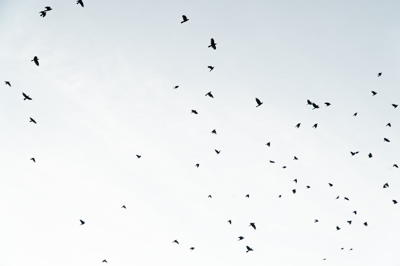 Birds flying in the sky