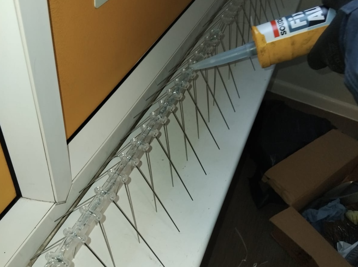 Bird spike installation in progress